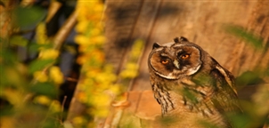 Long-eared owl by Remo Savisaar - Estonia tourism board